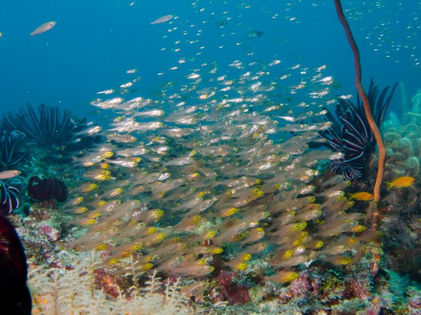 Amba Tauchsafari - Haa Alifu Atoll, Haa Alifu Atoll,Malediven,glasfische,schwarm,ferderseestern