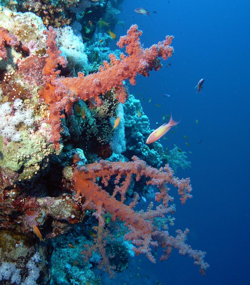 Safaga 01/2011 Teil 3, Safaga - allgemein,Ägypten