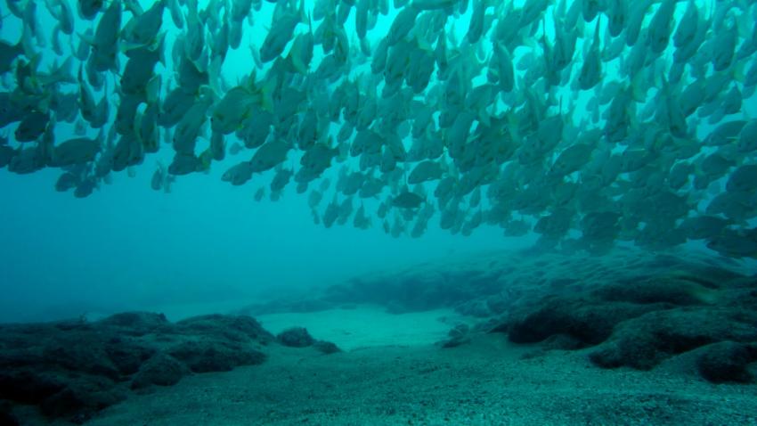 Schwarmwolke, Fischschwarm, Daivoon Dive Center, Lanzarote, Costa Teguise, Spanien, Kanarische Inseln