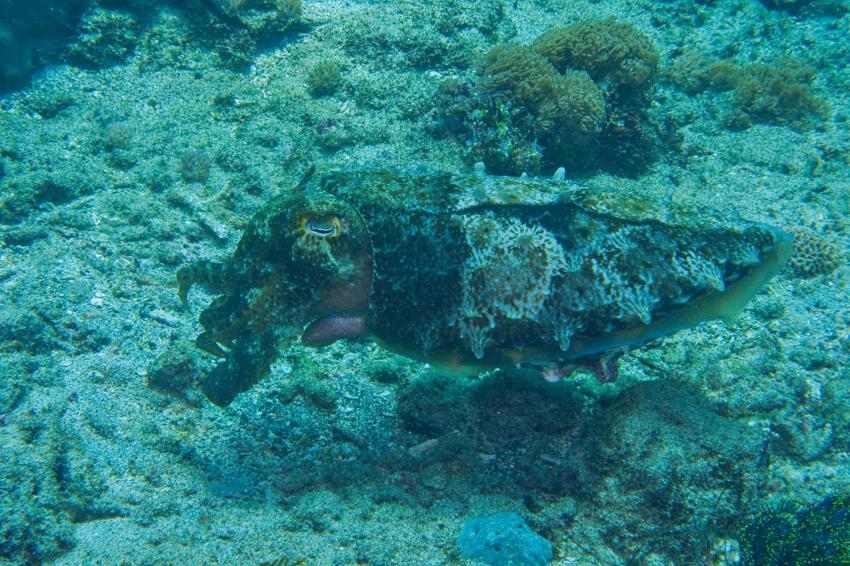 Nico Dives Cool, Indonesien, Bali