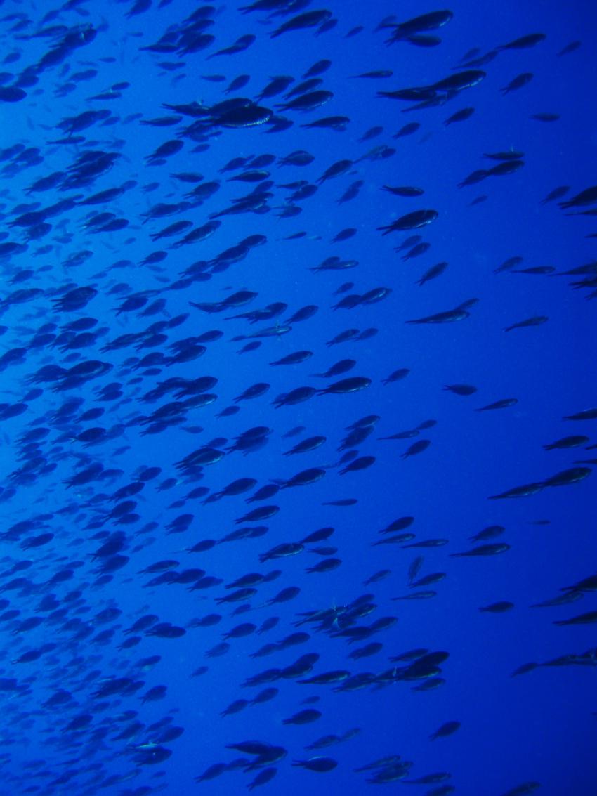 Trogir, Trogir,Kroatien,schwarm,mönchsfische,blau
